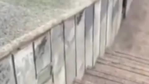 Cute & Funny Animals Compilation