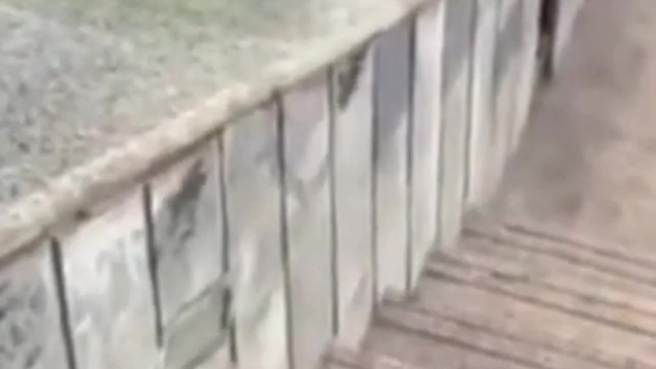 Cute & Funny Animals Compilation
