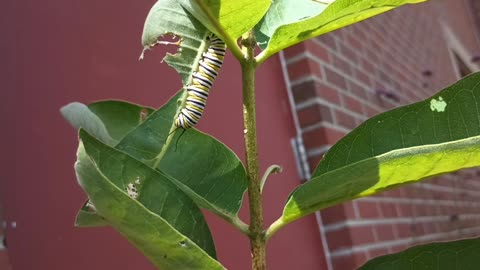 Monarch Butterfly Caterpillar