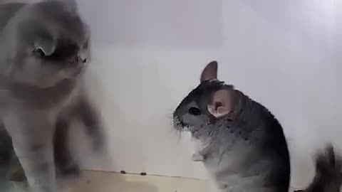 Cat fighting Chinchilla