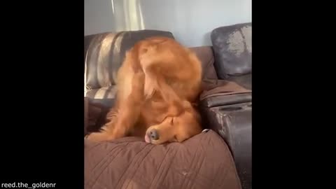 Funniest Pet Videos Of The Year (2025) / Your Daily Dose of Pets