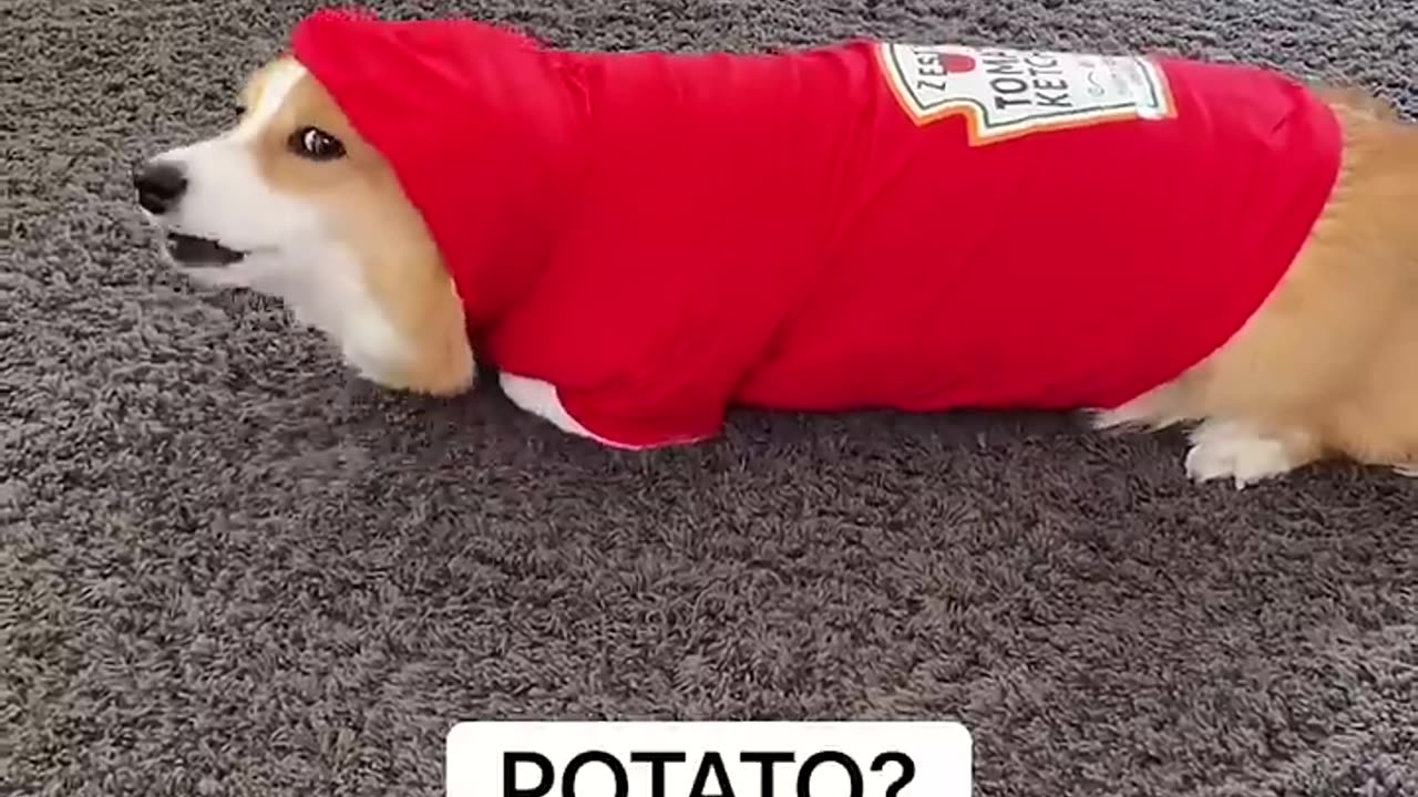 Talking Dog Thinks He is a TOMATO