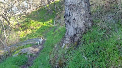 Bushwalking-McFarlanes Hill Reserve Wodonga Vic