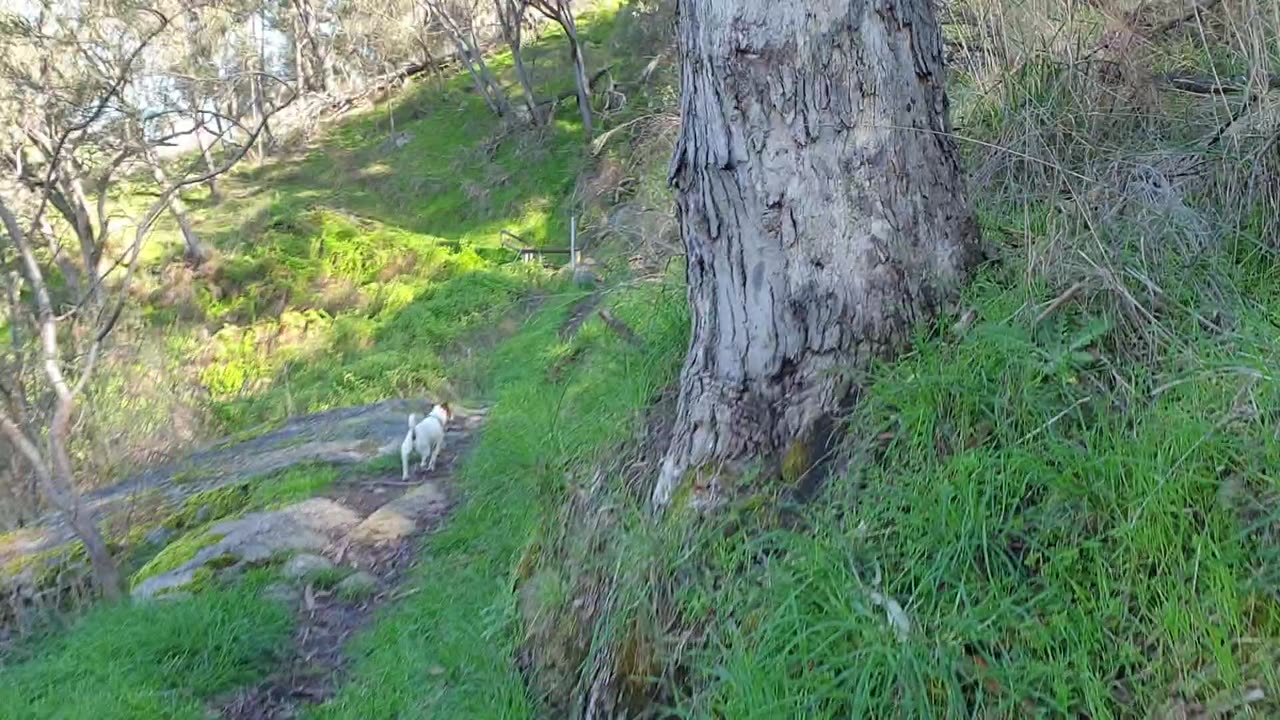 Bushwalking-McFarlanes Hill Reserve Wodonga Vic