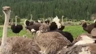 This should never have happened in Canada! 🇨🇦 Fly high, beautiful angels. 🪽