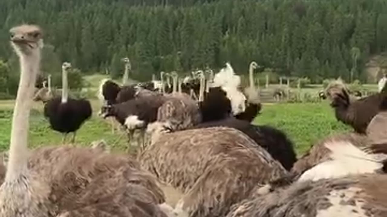 This should never have happened in Canada! 🇨🇦 Fly high, beautiful angels. 🪽