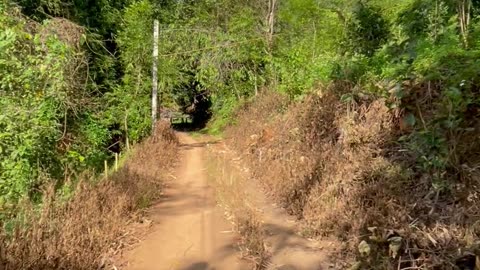 Two months volunteering on a coffee farm in Chiang Rai with the Lahu community - Part 3