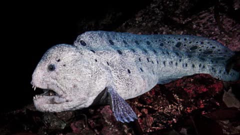 Dr Walter Wolf Eel presents...George Washington, Volume 1 of 07 Young Washington Pt 03 of 15