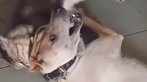 Are you a dog person or a cat person?