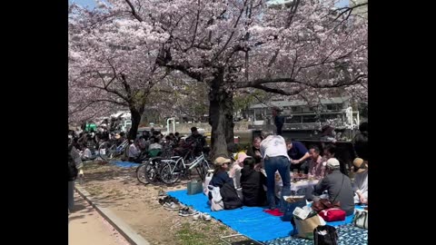 #hiroshima #japan #lovinglife #cherry #blossom