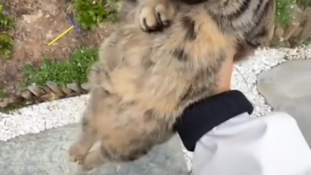 Survival instinct 0%😂🐱