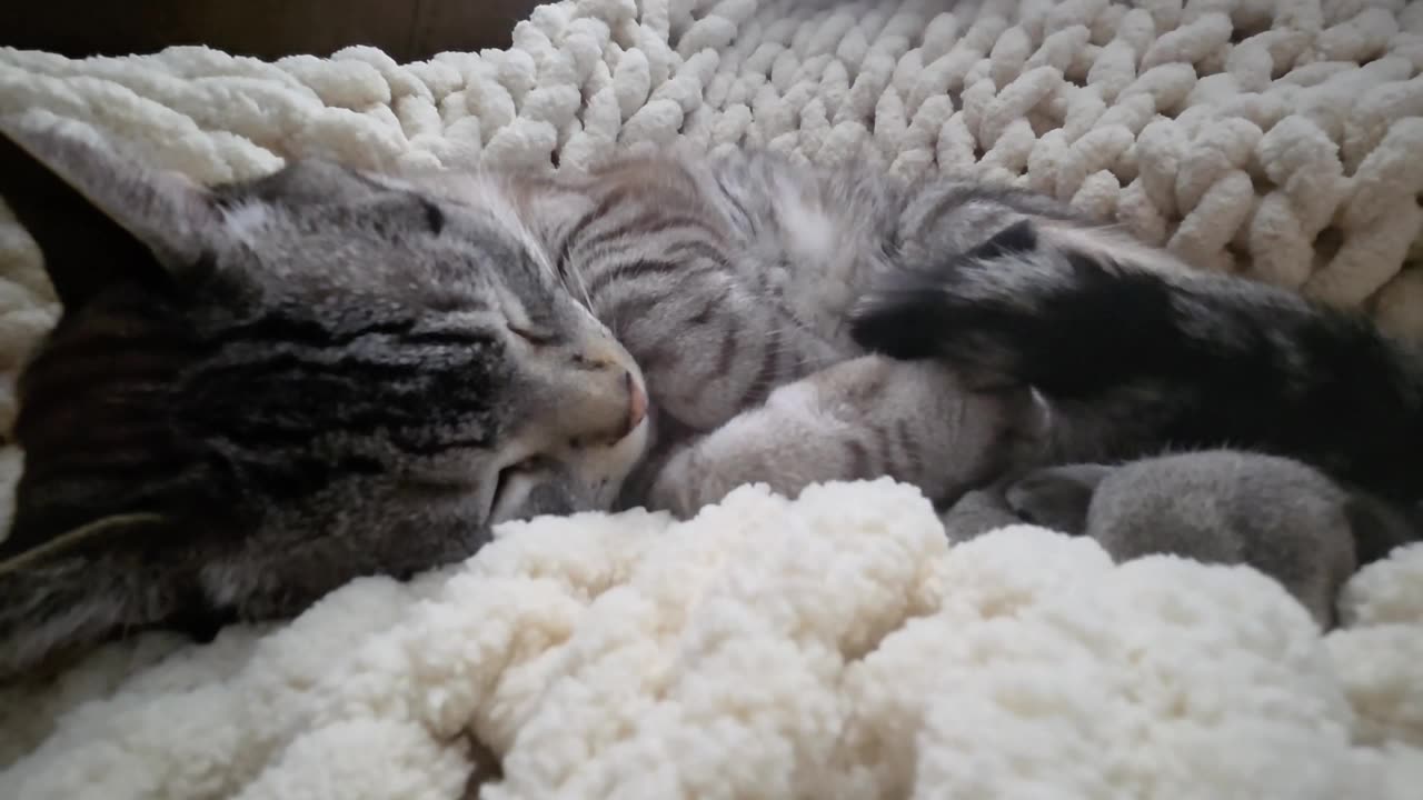 When petting Makes a Cat Melt: Pure Happiness by the Sleeping Side