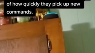 🐾💡 You Think Border Collies Are Smart? Wait Until You See This! | FunFM