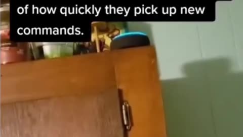 🐾💡 You Think Border Collies Are Smart? Wait Until You See This! | FunFM
