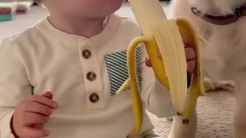 Cute Kid Playing with a Friendly Dog | Funny & Heartwarming Moments