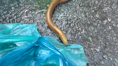 The Old Market in Phnom Penh, Cambodia