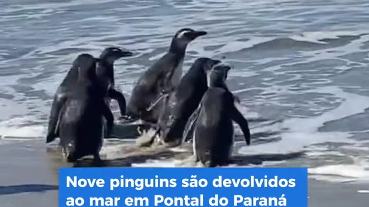 They were found on the coast of Paraná, rehabilitated and returned to the sea.