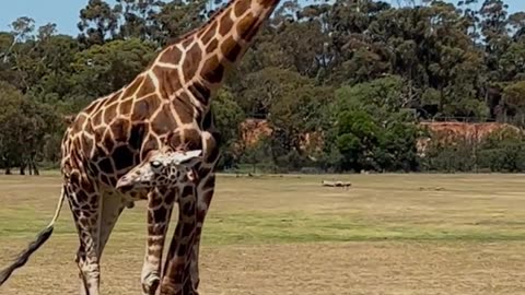 I Stayed at America's Best 'Animal Airbnb'