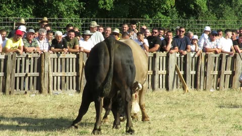 Zmajić od Mandurića vs Garac od Verdića Ilijino Brdo 2025