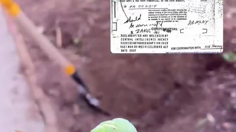 In the 1950s the CIA genetically engineered the horned tomato worm