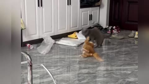 Amazing Ninja vs kungfu Cats compilations