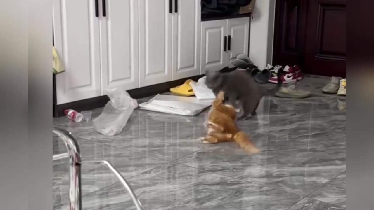 Amazing Ninja vs kungfu Cats compilations