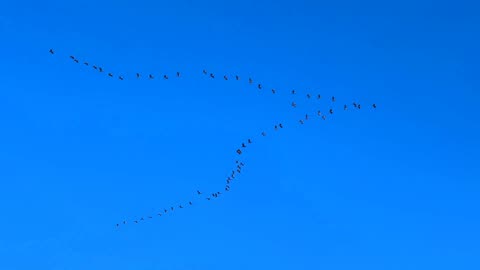 Heavenly Beauty | Bird Migration