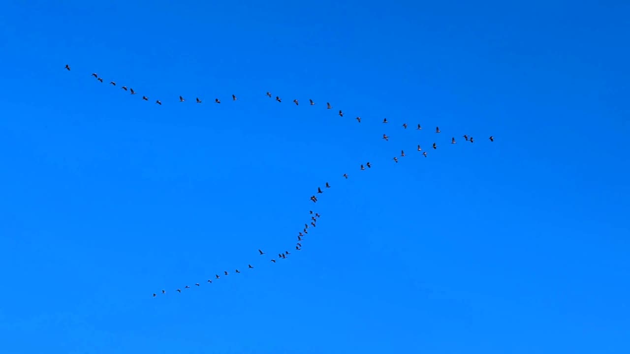 Heavenly Beauty | Bird Migration