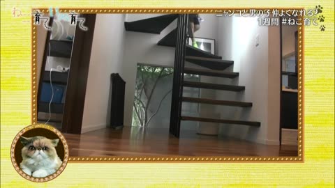 ねこ育て いぬ育て （21）