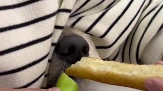 😂🐶 This Adorable Dog's Reaction Will Melt Your Heart! | FunFM