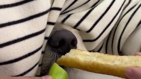ððķ This Adorable Dog's Reaction Will Melt Your Heart! | FunFM