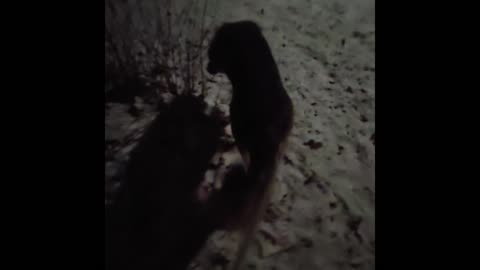 Virgil german shepherd.