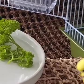THE CUTEST THING YOU WILL SEE TODAY 🥰 #cuteparrots #birdbath #parrotcutevideos #showerforbirds