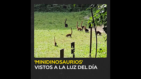 'Minidinosaurios' son captados en Guatemala