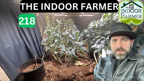 The Indoor Farmer ep 218, Pineapple Transplant + A Problem With Miss Lemone? Let's Grow