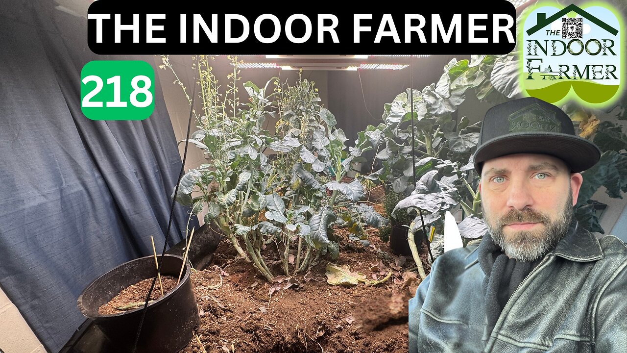 The Indoor Farmer ep 218, Pineapple Transplant + A Problem With Miss Lemone? Let's Grow