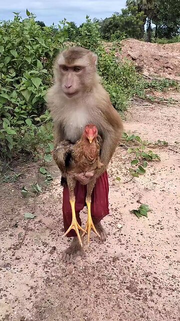 Perfect video SokYaa, OG, Pao & Mom Are Famous Around The World #shorts #anime #trend #edit