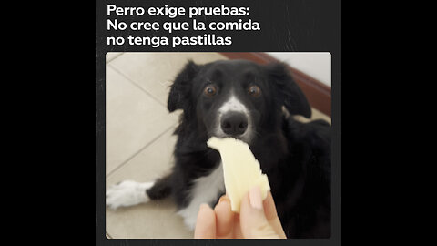 Perro que no quiere comer un pedazo de queso porque piensa que tiene una pastilla escondida