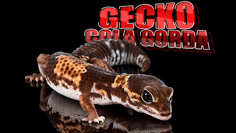 Descubre al fascinante gecko cola gorda africano