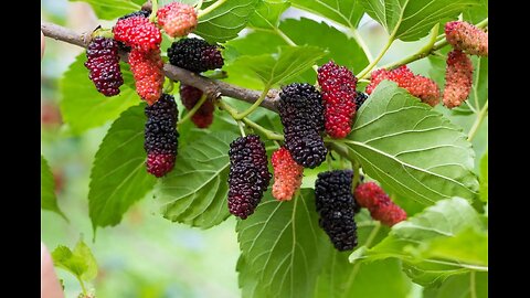 Mustard Seeds & Mulberry Trees (Gospel & Vespers, 27th Sunday Per Anno)