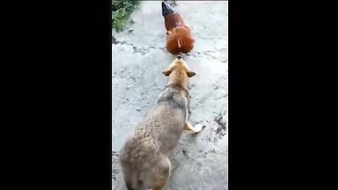 funny 🐶🐶🐕🐶🐕
