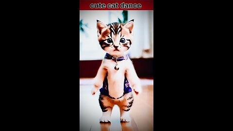बिल्ली का ग़ज़ब डांस 🐱