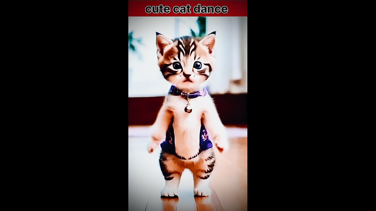 बिल्ली का ग़ज़ब डांस 🐱
