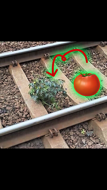 Descubren un 'huerto' en un lugar inesperado