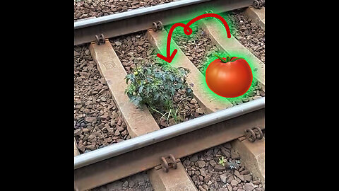 Descubren un 'huerto' en un lugar inesperado