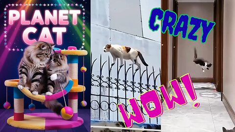 The Fun World of Cats