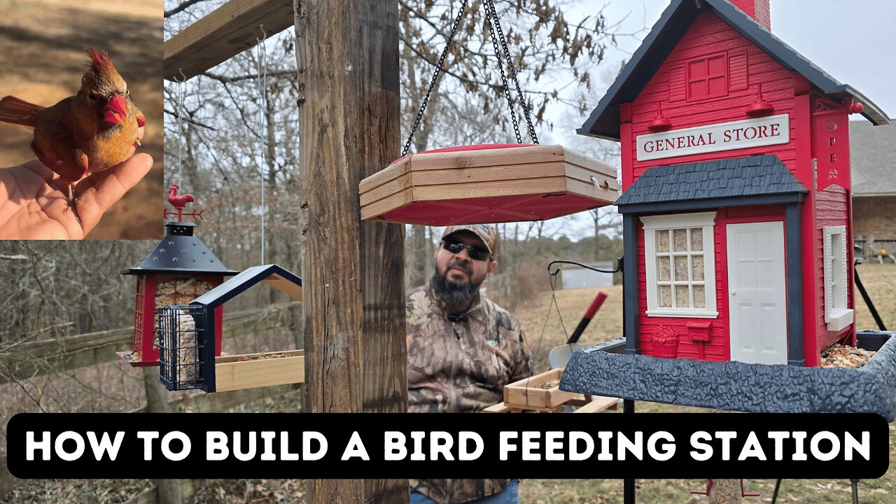 How to build a bird feeding station