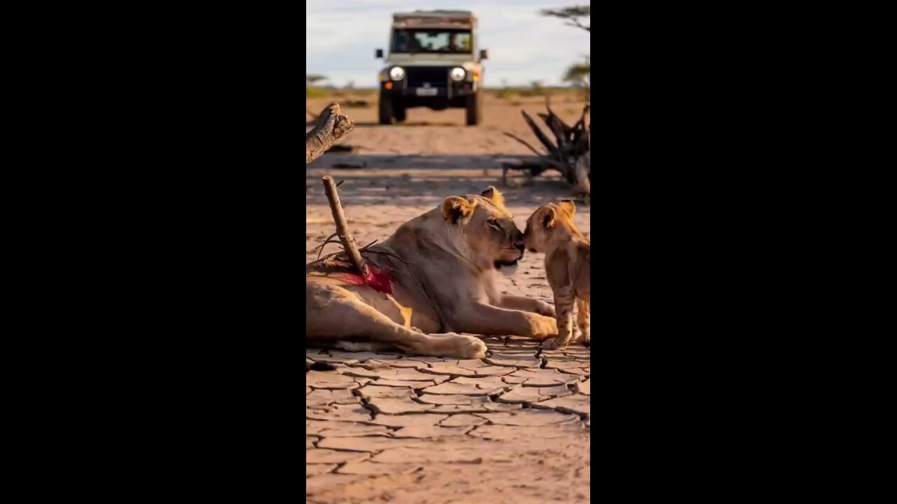 A mother Lion was Seriously injured by a Branch, but Rescuers Bravely Saved her.