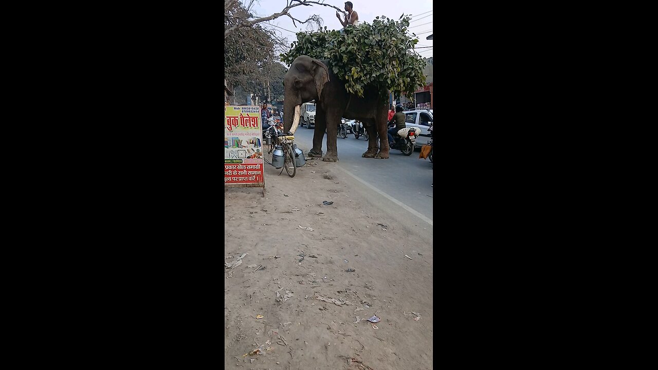 elephant