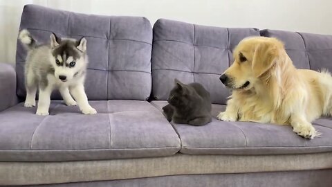 Let's play my new cat friend | Funny Cat & Dog